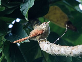 <span class="mw-page-title-main">Streak-capped spinetail</span> Species of bird