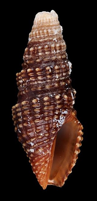 <i>Crassispira scala</i> Species of gastropod