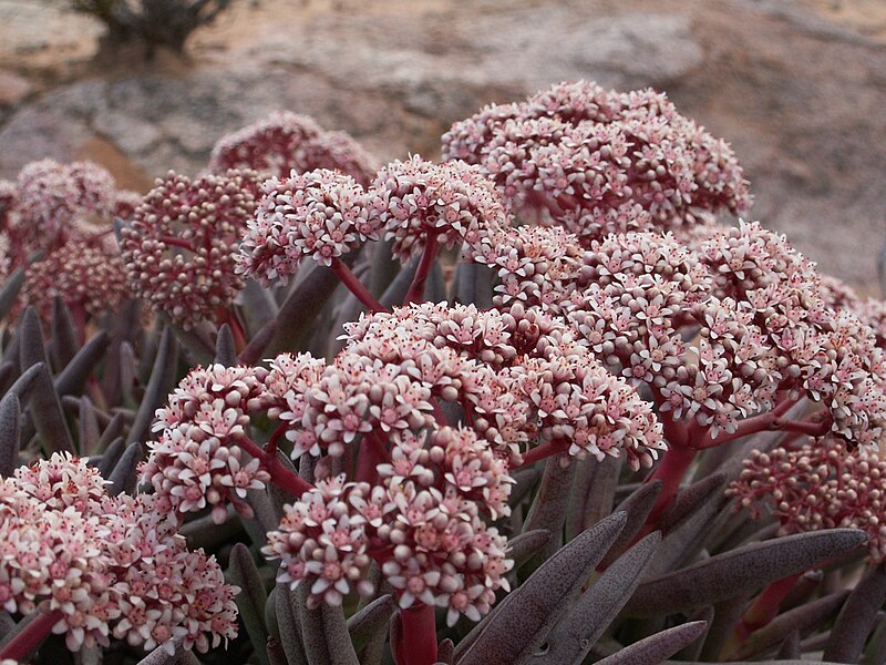 File:Crassula macowaniana3.jpg