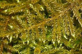 <i>Cratoneuron</i> Genus of mosses