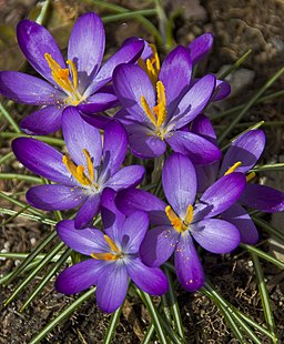 Crocuses image