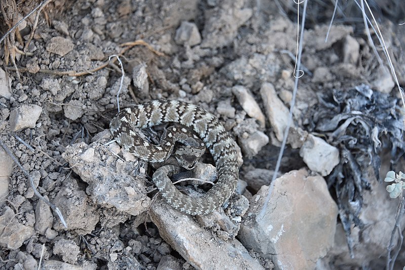 File:Crotalus ornatus 58448332.jpg