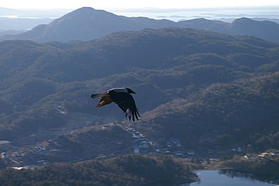 Crow in flight.JPG