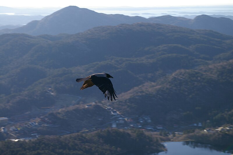 File:Crow in flight.JPG