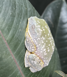 C. craspedopus adhered to a leaf of Ficus elastica. Cruziohyla craspedopus daytime.png