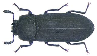 <span class="mw-page-title-main">Toxicini</span> Tribe of beetles