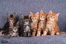 Six tabby kittens Cucciolata Maine coon.jpg