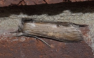 <i>Cucullia asteroides</i> Species of moth