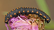 Cucullia lucifuga caterpillar (side view) - Kulna.jpg