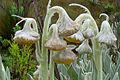 Una especie del género de Asteráceas Culcitium que muestra adaptaciones al clima paramero (Chiles, Carchi, Ecuador).