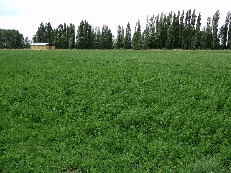 File:Cultivo de alfalfa en el valle del Chubut 12.JPG