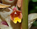 Detail květu Curcuma inodora