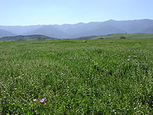 Looking south in the Cuyama Valley towards the Sierra Madre Mountains CuyamaValleySpringtime.jpg