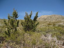 Cuyamaca Puncak Cypress.JPG