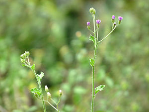 Common Vernonia, Little Ironweed (Cyanthillium cinereum)