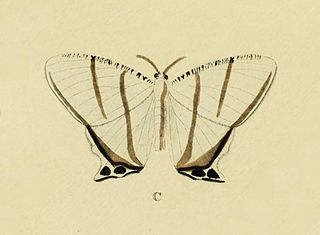 <i>Cyphura</i> Genus of moths