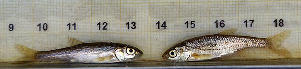 Comparison of Pseudochondrostoma duriense and Achondrostoma arcasii larvae Cyprinidae 03 by-dpc.jpg