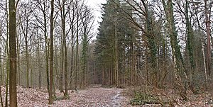 Mixed forest in the northeast of the Döhler Wehe in winter