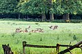 * Nomination Fallow deer in the wildlife park in Dülmen, North Rhine-Westphalia, Germany --XRay 08:36, 10 June 2023 (UTC) * Promotion  Support Good quality. --Poco a poco 12:49, 10 June 2023 (UTC)