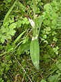 Français : Dactylorhiza fuchsii Beuvardes (Aisne), France