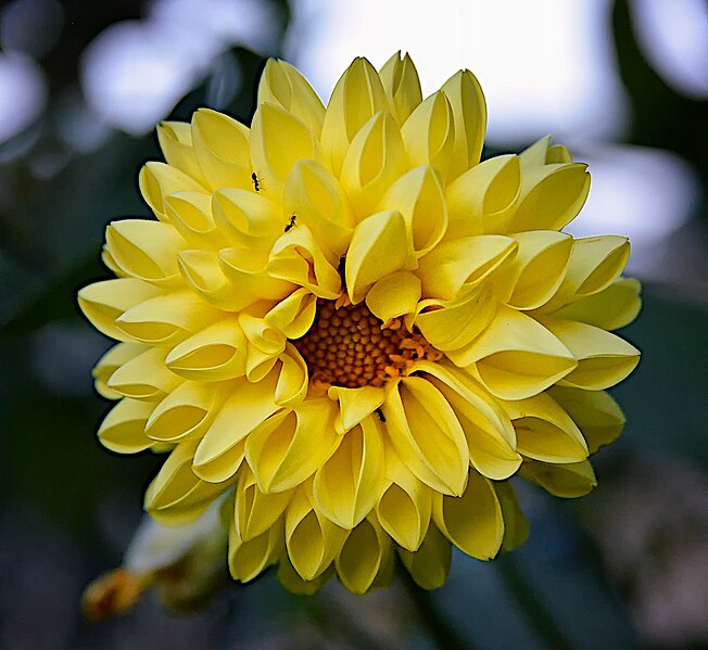 File:Dahlia, Adigrat (14405800367).jpg