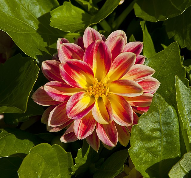 File:Dahlia x hortensis, jardín botánico de Tallinn, Estonia, 2012-08-13, DD 02.JPG