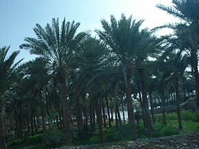 Vista de um jardim coberto de tamareiras