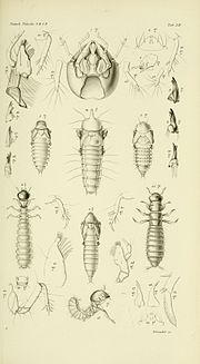 Thumbnail for File:De metamorphosi eleutheratorum observationes BHL9337208.jpg