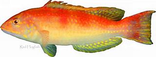<i>Decodon</i> (fish) Genus of fishes