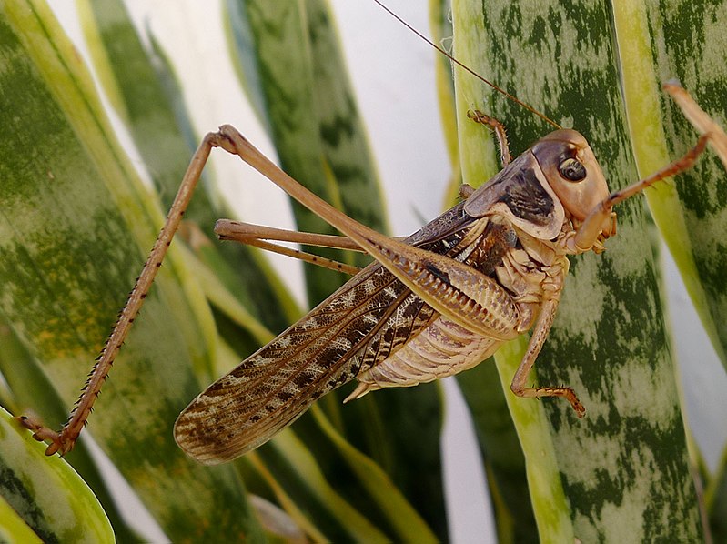 File:Decticus albifrons. White-faced Bush Cricket. Male - Flickr - gailhampshire (1).jpg