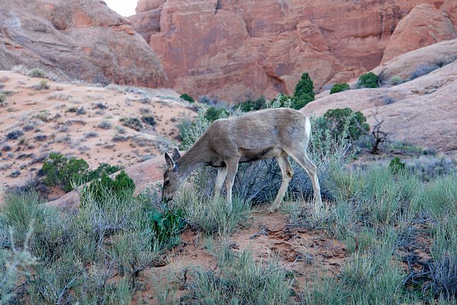 File:Deer_eating_in_Arches_National_Park,_Sunset_(3457963253).jpg