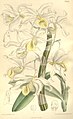 Dendrobium signatum (as syn. Dendrobium hildebrandtii) plate 7453 in: Curtis's Bot. Magazine (Orchidaceae), vol. 122, (1896)