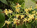 Dendrobium spectabile