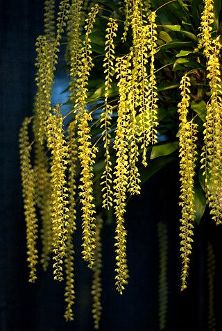 <i>Dendrochilum cobbianum</i> Species of orchid