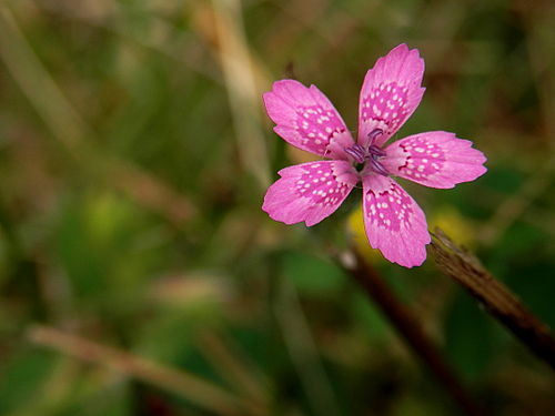 Deptford Pink (Dianthus armeria)