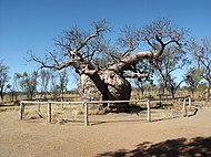 Adansonia gregorii.