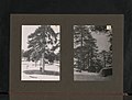 Description- Mature Troodos Pines - Pinus nigra var. Karamanica, over 200 years old, 13th of March, 1930. Troodos Forest, Elevation 5,760 feet. (8506195505).jpg
