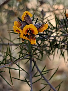 <i>Dillwynia sieberi</i> Species of flowering plant