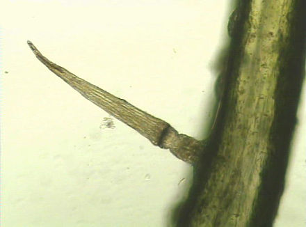 Closeup of one of the hinged trigger hairs