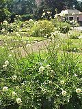 Vignette pour Scabiosa ochroleuca