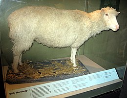 Cừu Dolly