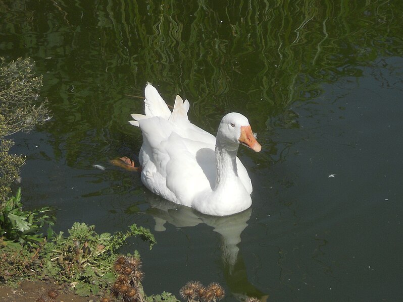 File:Domestic goose near Godshill, Isle of Wight, England.jpg