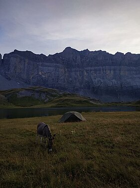 This is a landscape picture of a donkey in front of a tent taken in the Alps