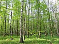 Lesní porost přírodní rezervace