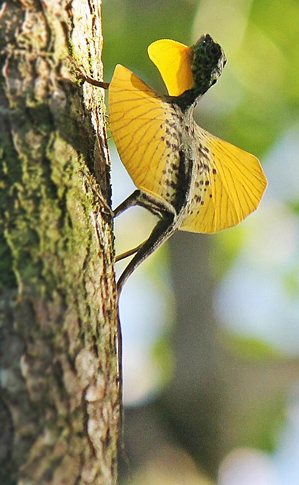 A flying dragon, Draco spilonotus, extending the gular flag (throat flap) and patagia