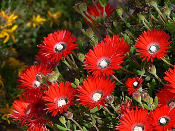 Ставил растение. Drosanthemum speciosum. Drosanthemum diversifolium. Drosanthemum ramosissimum. Drosanthemum ambiguum.