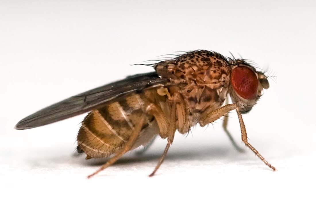 Drosophila (undersläkte)