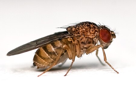 Drosophila_(phân_chi)