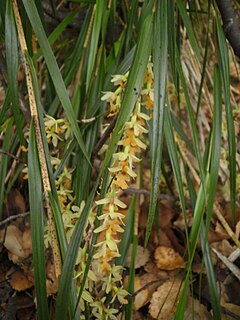 <i>Earina mucronata</i> species of plant