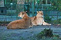 "Eberswalde_Zoo_12-2017_img3.jpg" by User:A.Savin